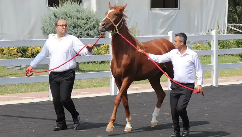 Taşkın Kral Rekoru: Doğanın Gücünü Gösteren Müthiş Olay