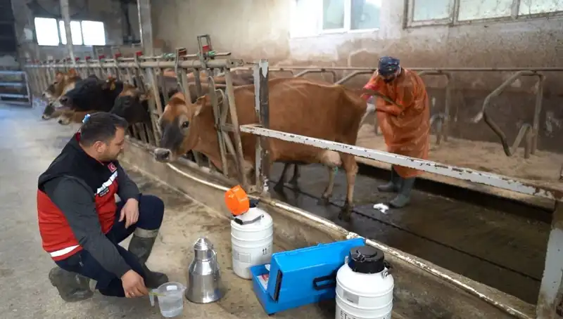 Türkiye'de İlk Defa Jersey Sperması ile Hayvancılıkta Yeni Dönem