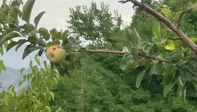 Kışın En Sert Donu: Tek Bir Elma Çürük Olarak Kaldi