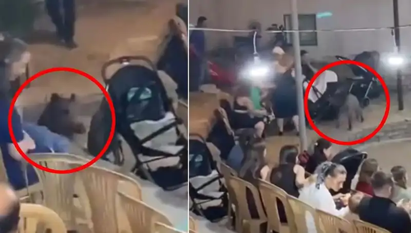 Düğün Töreninde Yaban Domuzu Panik Yarattı: Misafirler Kaçıştı!