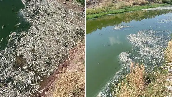 Karasu Çayı'ndaki Gizemli Balık Ölümleri: Gözler İnceleme Üzerinde