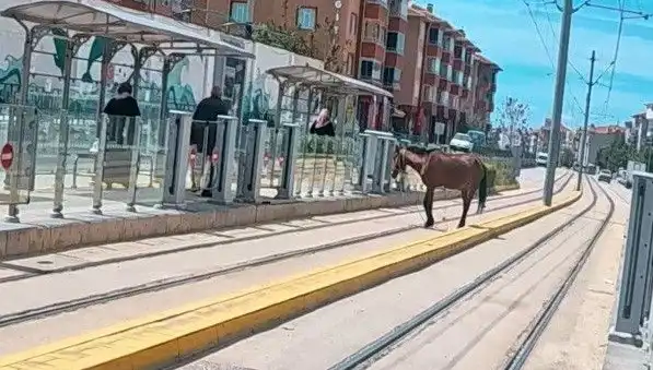 Eskişehir Tramvay Raylarında Başını Boş Gezen At: Şaşkınlık Yarattı