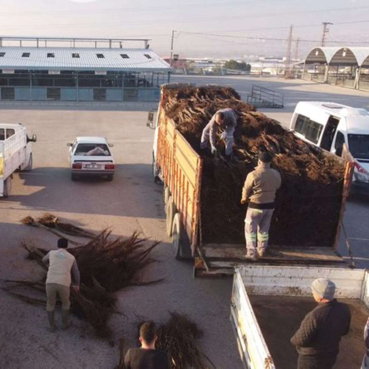 Denizli’de 587 Bin Ceviz Fidanı Dağıtıldı: Yeşeren Gelecek İçin Büyük Adım