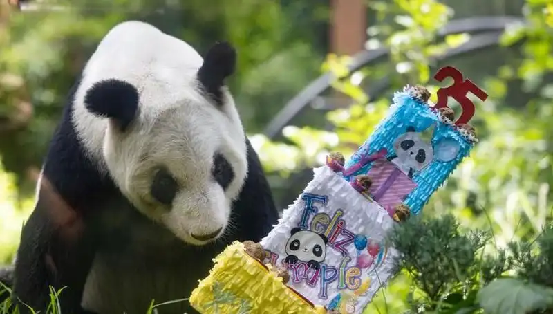 Dev Panda Xin Xin, 35. Doğum Gününü Kutlayarak Rekor Kırdı
