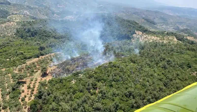 Aydın'da Dehşet Verici Orman Yangını: Doğa Felaketi ve Mücadele Süreci