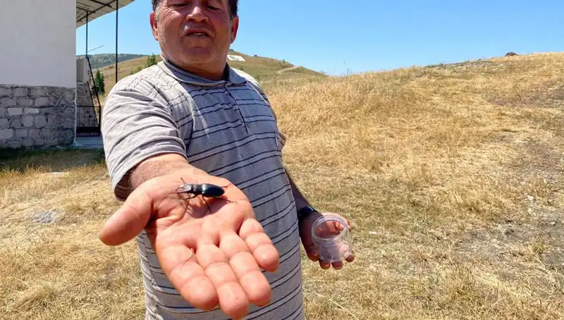 Sivas’ta Görülen Bu Böceği Öldürmenin Cezası 557 Bin TL