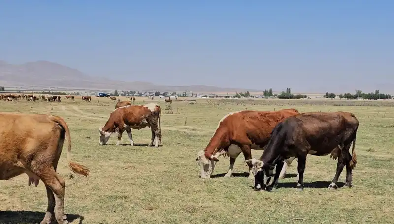 Arin Gölü'nde Kuraklık Alarmı: Su Sıkıntısı Baş Gösterdi