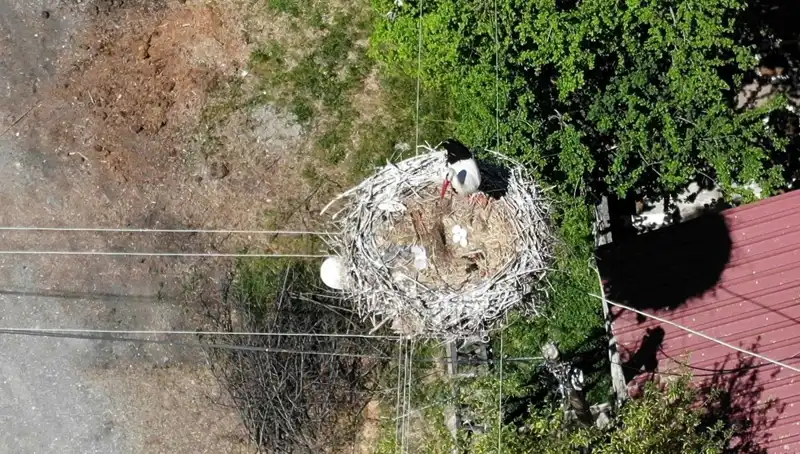 Baharın Müjdecisi Kuş: 22 Yıldır Aynı Yuvayı Tercih Ediyor