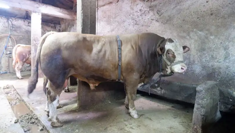 1 Ton 200 Kilo Ürün Alıcısını Buldu, Fiyatı Şaşırttı!