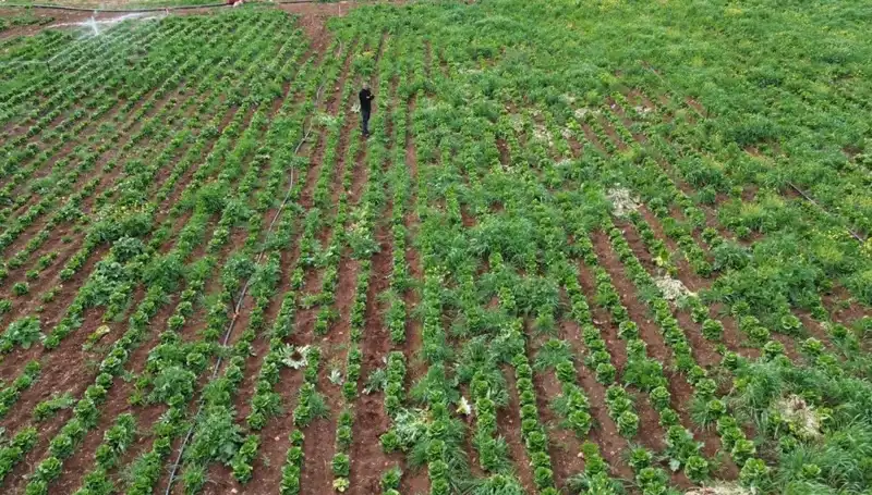 Marul Hasadı Kuraklıkla Tehdit Altında: Üreticiler Endişeli
