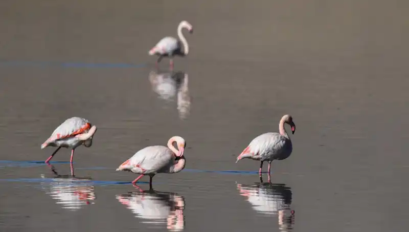 Kuş Cenneti Tehlikede: Flamingo Nüfusu Rekor Düşüş Yaşadı