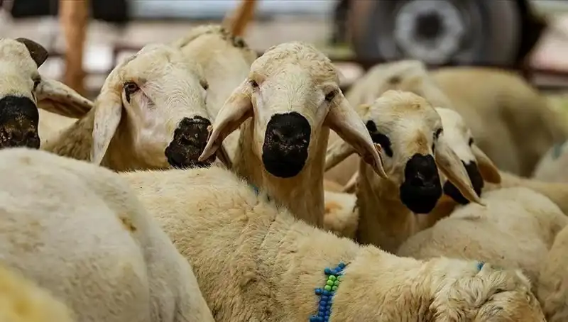 Kurban Bayramı 2023'te Ne Zaman? 9 Günlük Tatil Müjdesi Bekleniyor!