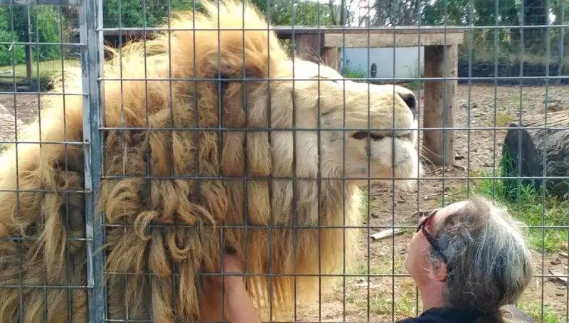 Avustralya'da Aslan Saldırısında Kadının Kolunu Kaptı: Korkunç Anlar!