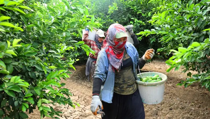 Markette Domates Kilosu 150 Lirayı Geçti: Fiyatını Düşürecek Hasat Müjdesi!