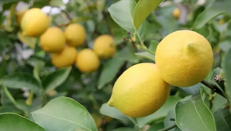 Limon Fiyatları Neden Yükseldi? Toptancıdan Markete Tüm Detaylar
